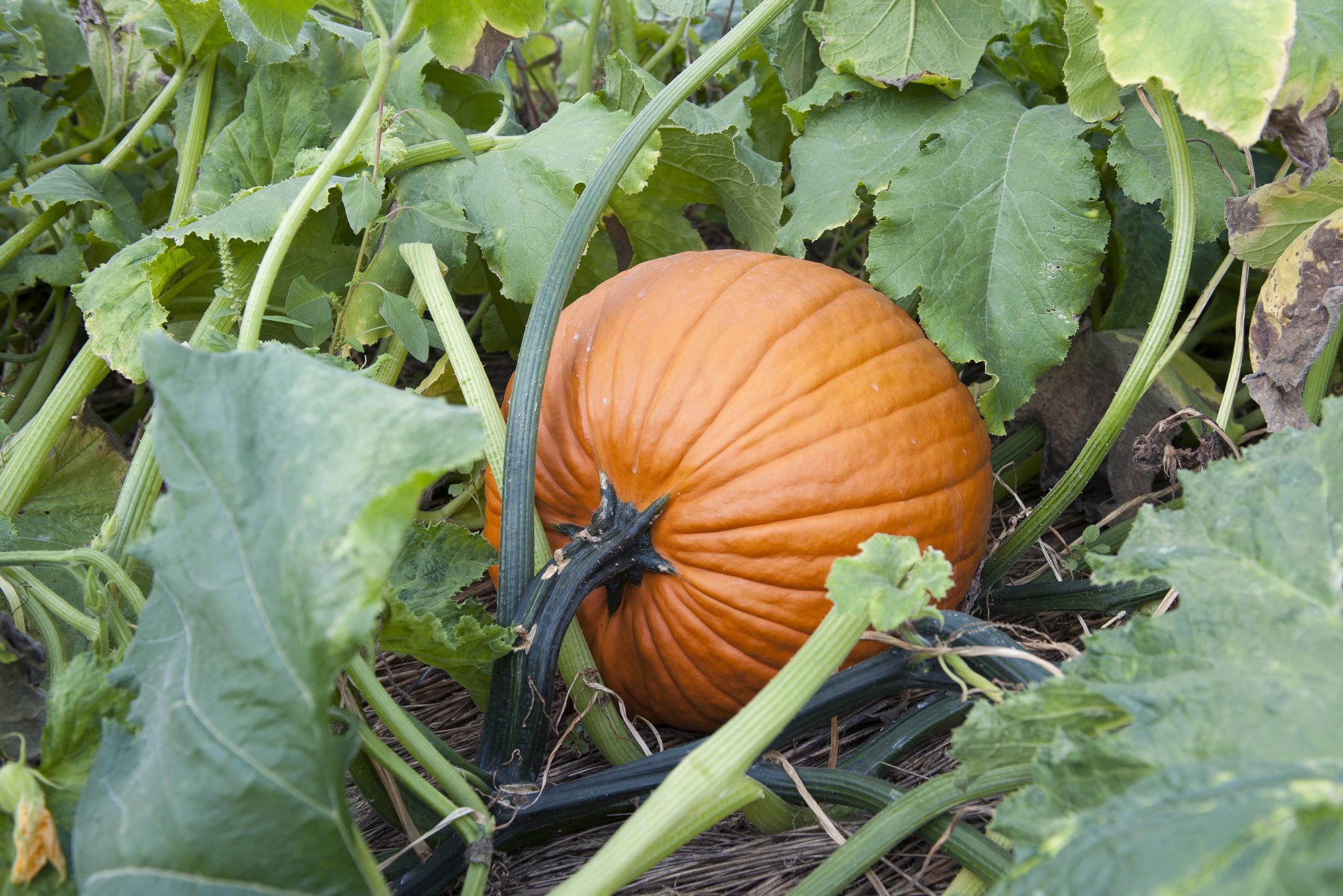 Pumpkin plant