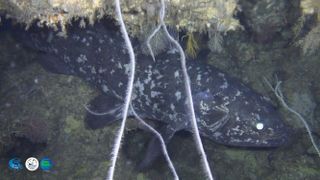 A coelacanth swimming in the ocean off Tanzania