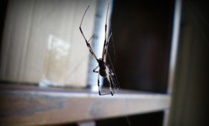 The brown widow spider, which is reportedly "taking over" in southern California, loves hiding in the crevices of cheap patio furniture.