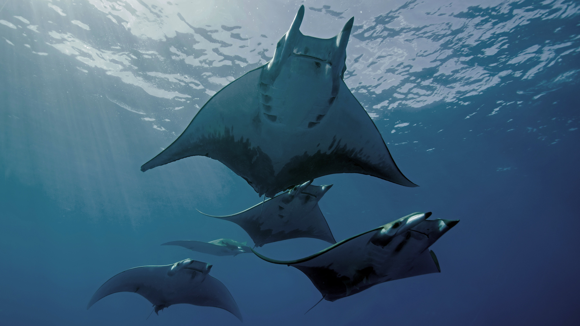 A flock of manta rays swimming underwater