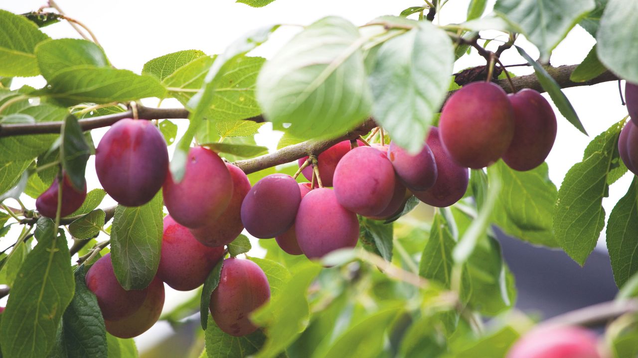 Pink plums growing on plum tree