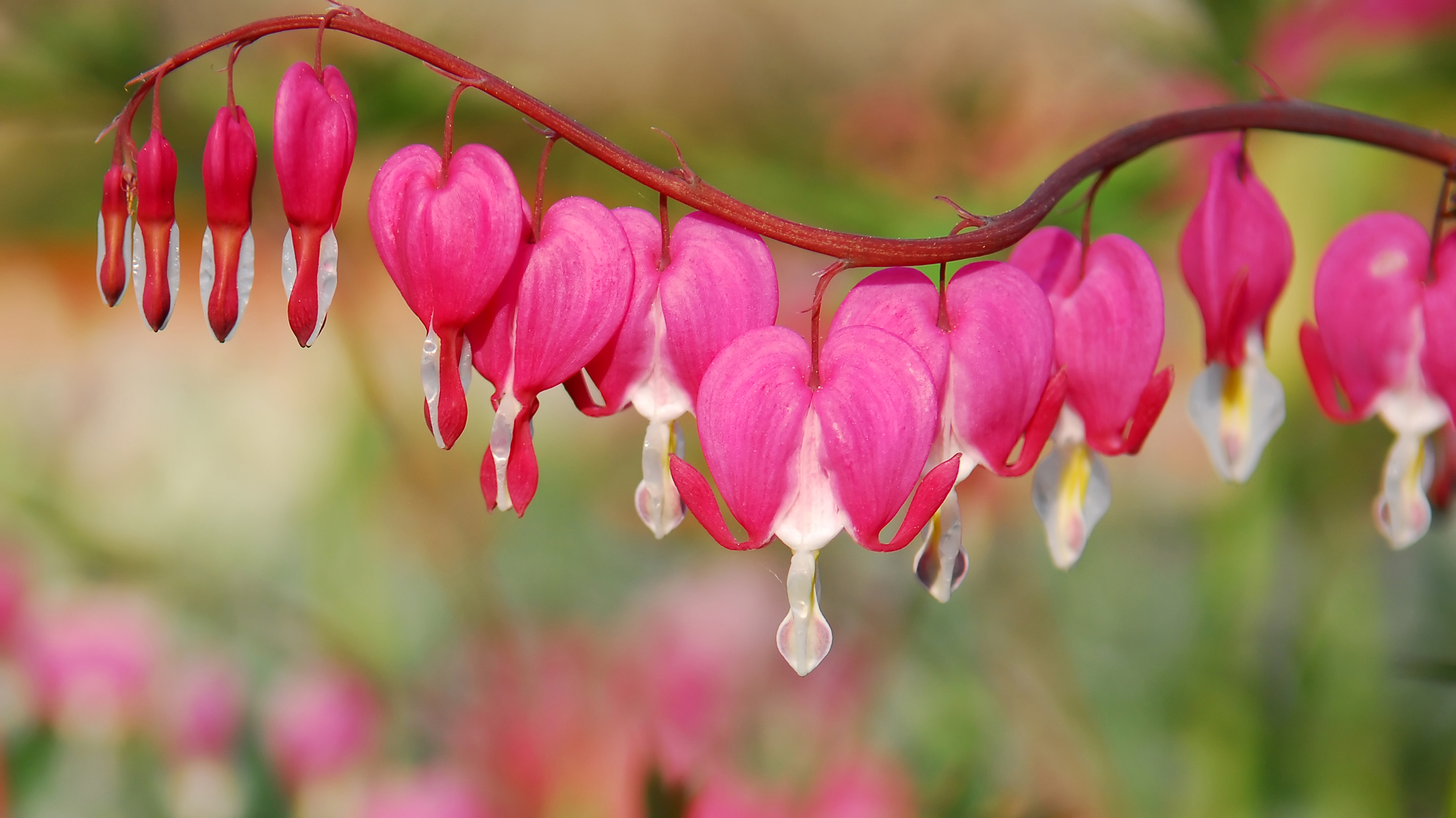 Flowers that love the rain bleeding heart flower