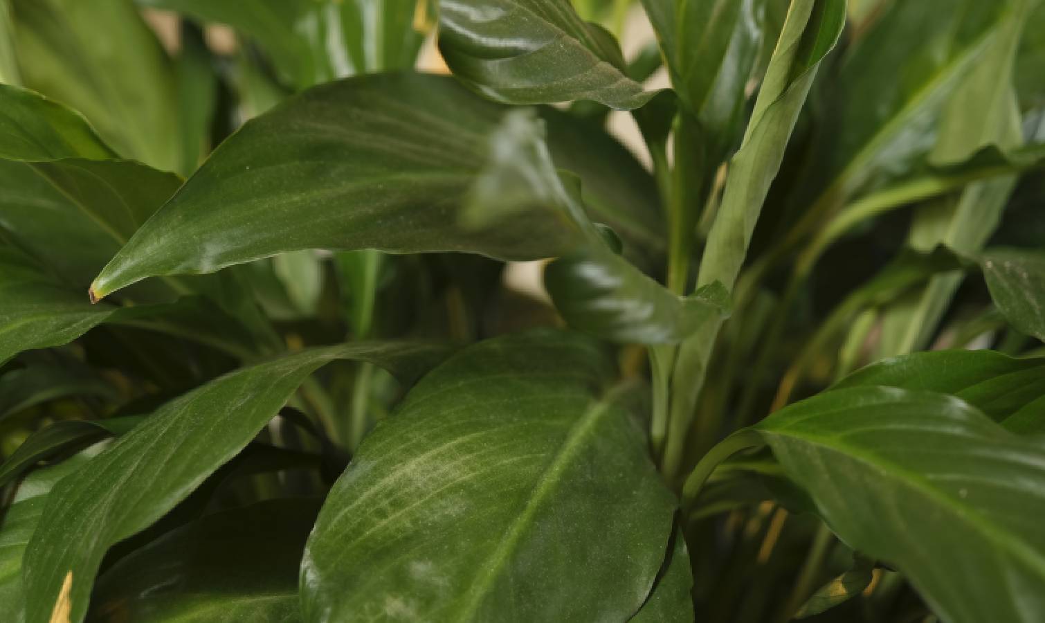 Peace lily leaves curled in the centre