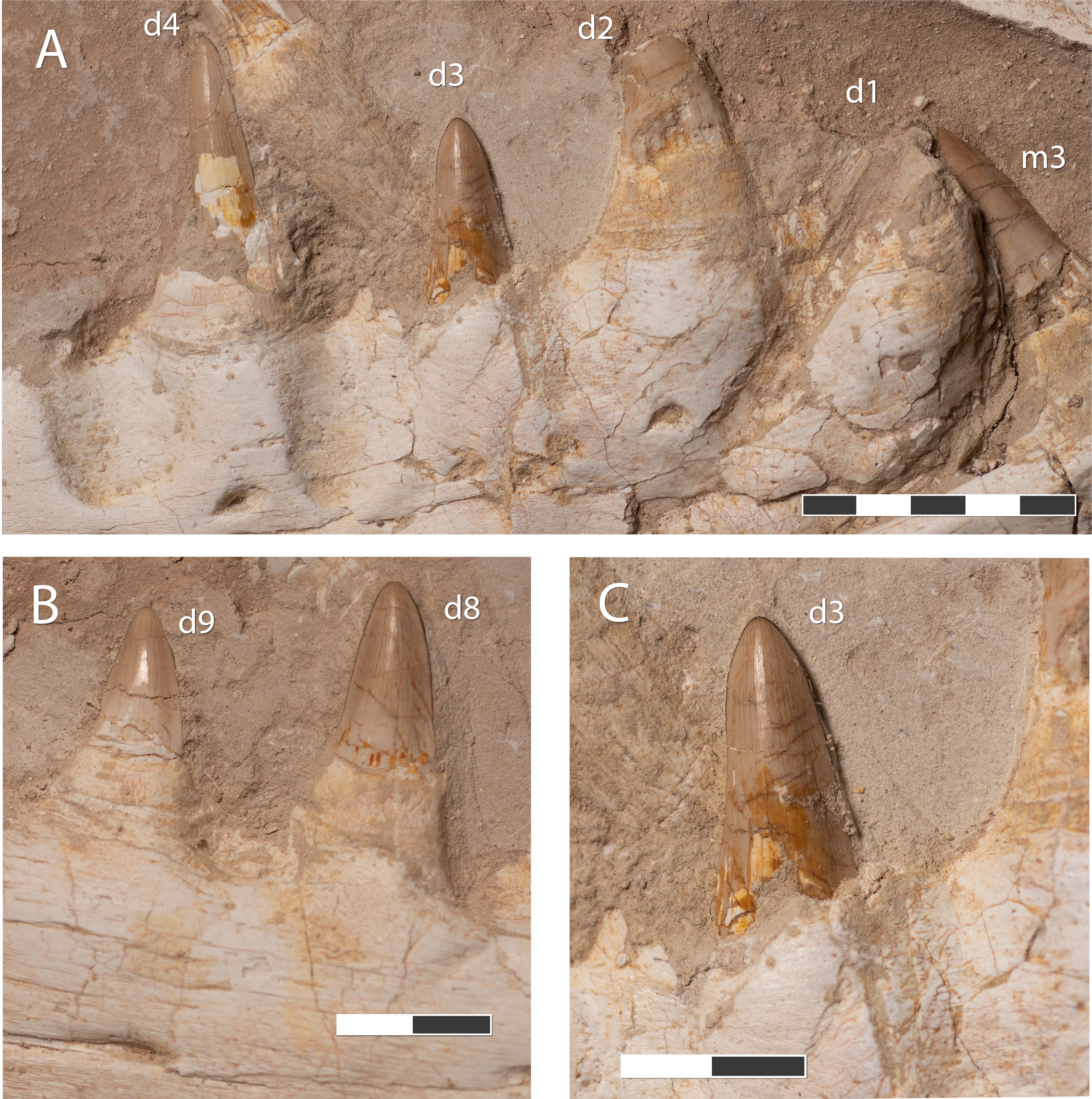 Zoomed in image of the teeth in the fossilised skull of the Khinjaria acuta