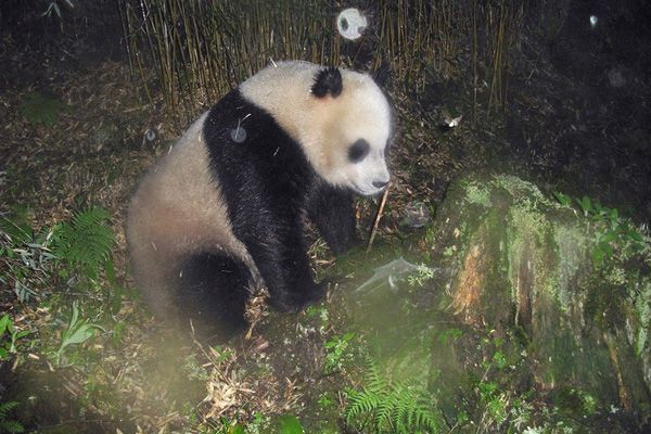 pandas, pekong university, WWF