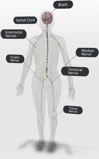 Peripheral Nervous System Google 3d