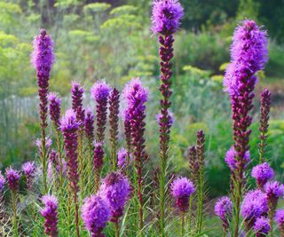 liatris flowers growing in summer