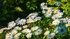Shasta daisies