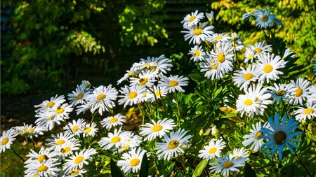 Shasta daisies