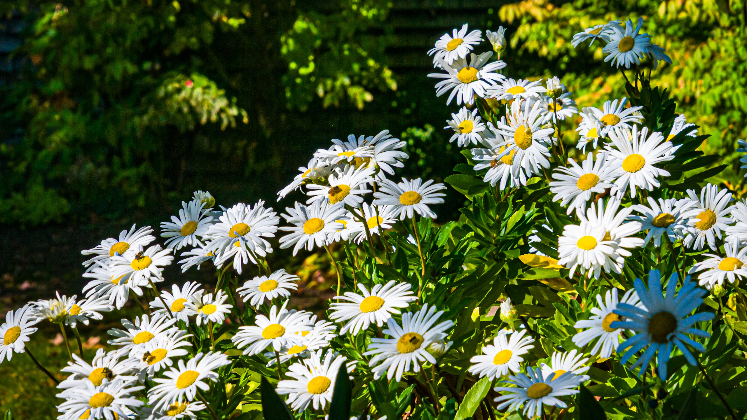 Shasta daisies