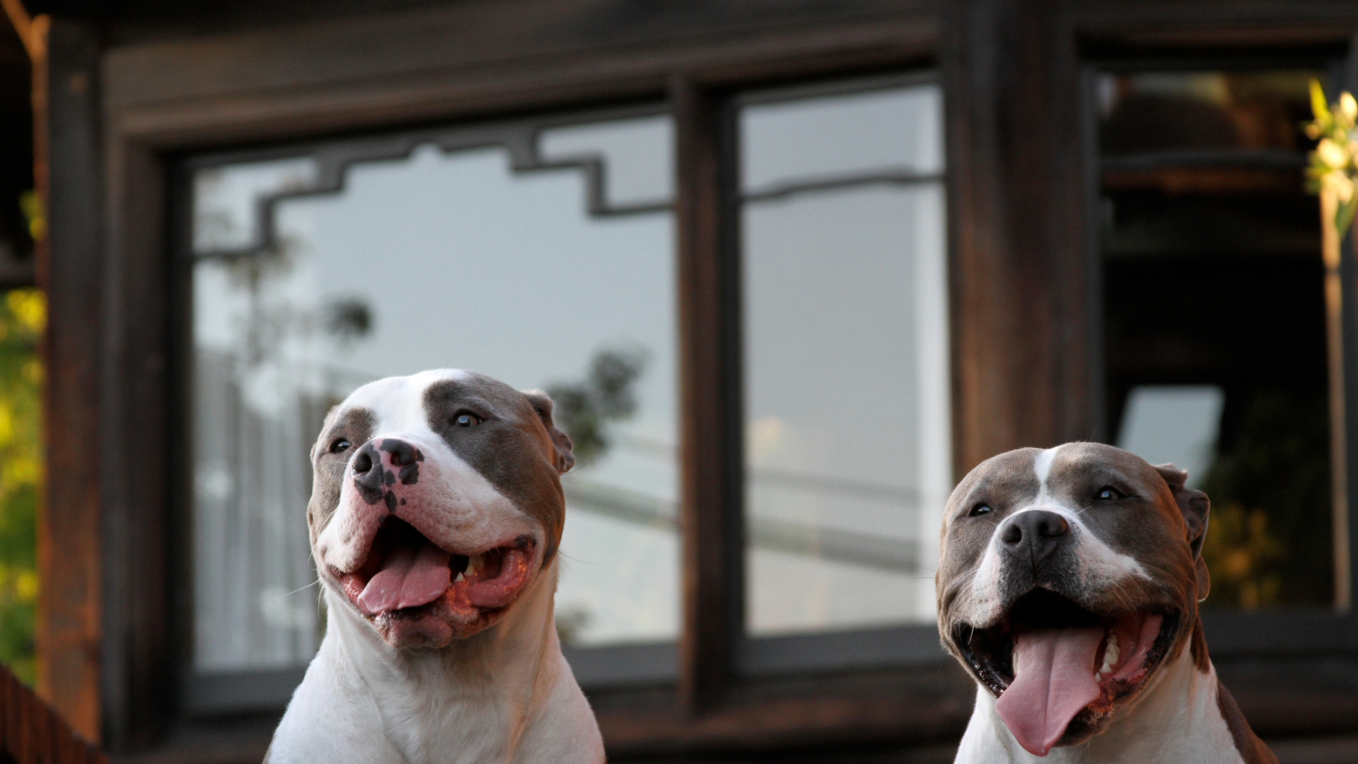 Two American Pit Bull terriers sticking their tongues out