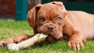 dog eating bone