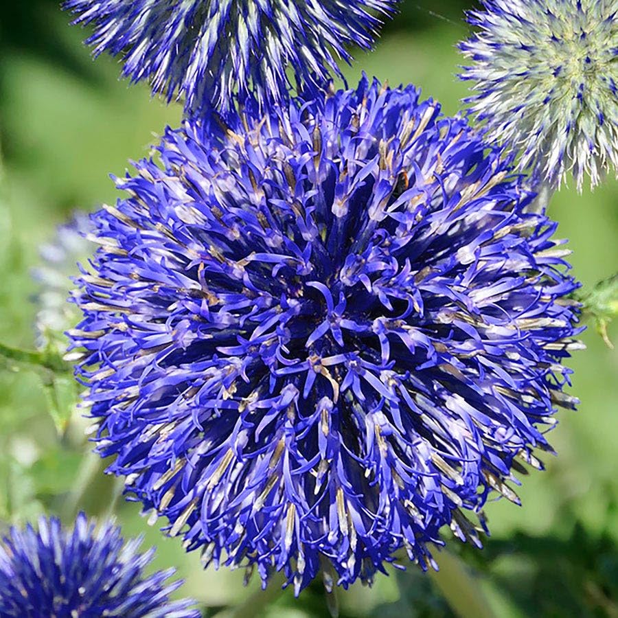 Park Seed &amp;lsquo;platinum Blue&amp;rsquo; Globe Thistle Seeds &amp;ndash; Perennial Echinops Ritro With Brilliant Sky-Blue Flowers, Drought Tolerant and Pollinator Friendly, Easy to Grow Garden Flower, Pack of 25