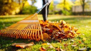 Leaves being raked from a yard