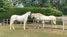 Tyrone-Meg-and-Storm-left-to-right_credit-The-Horse-Trust.png