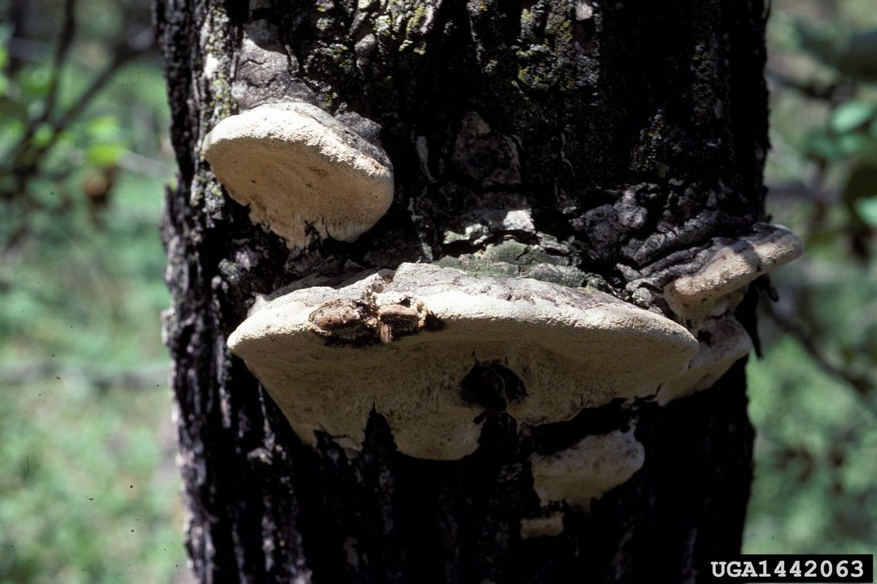 Bacterial Heart Rot Disease On A Treee