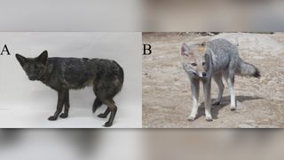 The hybrid canid (A) next to a pampas fox (B) from Figure 1 by Szynwelski et al. (2023) in the journal Animals.