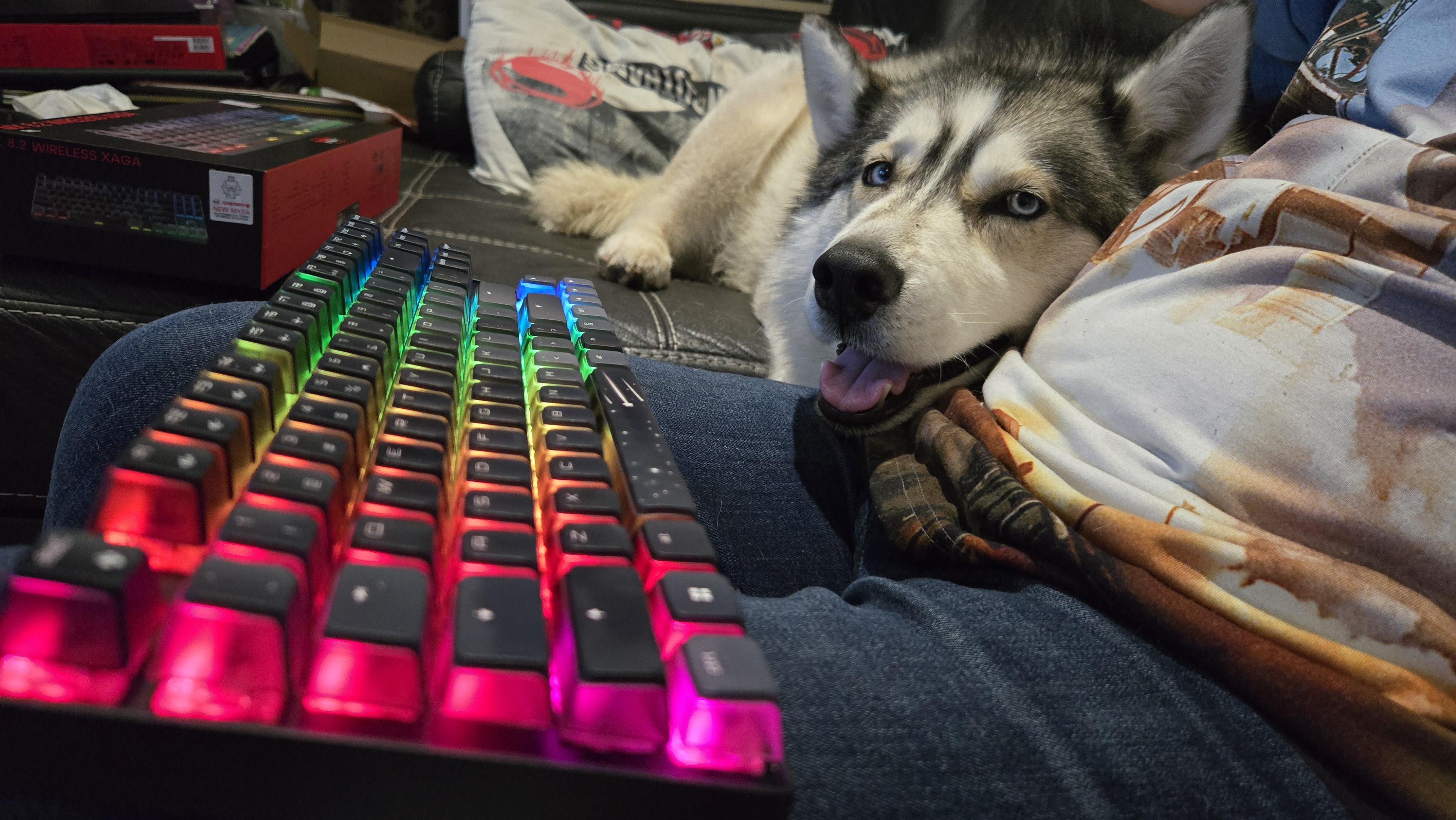 The Cherry MX 8.2 Wireless Xaga gaming keyboard wrests on the lap of an unknown person. The RGB lights are on. What appears to be a husky dog also wrests its head on this same person's lap. This dog makes eye contact with the camera lens.