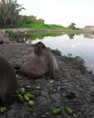 An obese long-tailed macaque in Thailand.