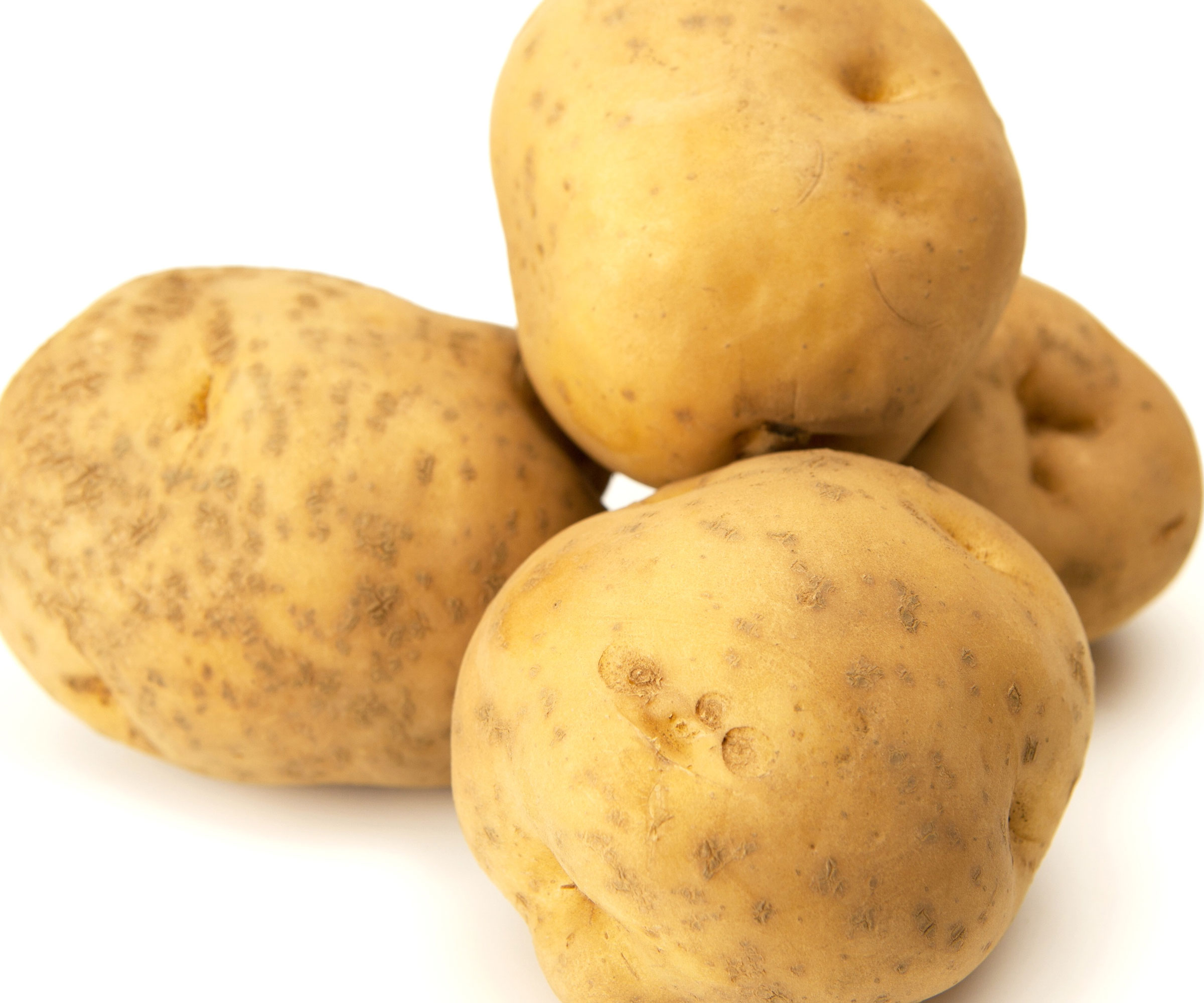 Irish Cobbler heirloom potatoes at harvest