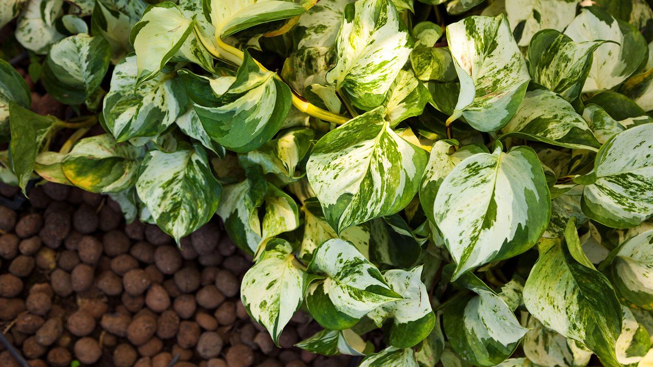 Green Epipremnum Aureum plant lush foliage on a ground