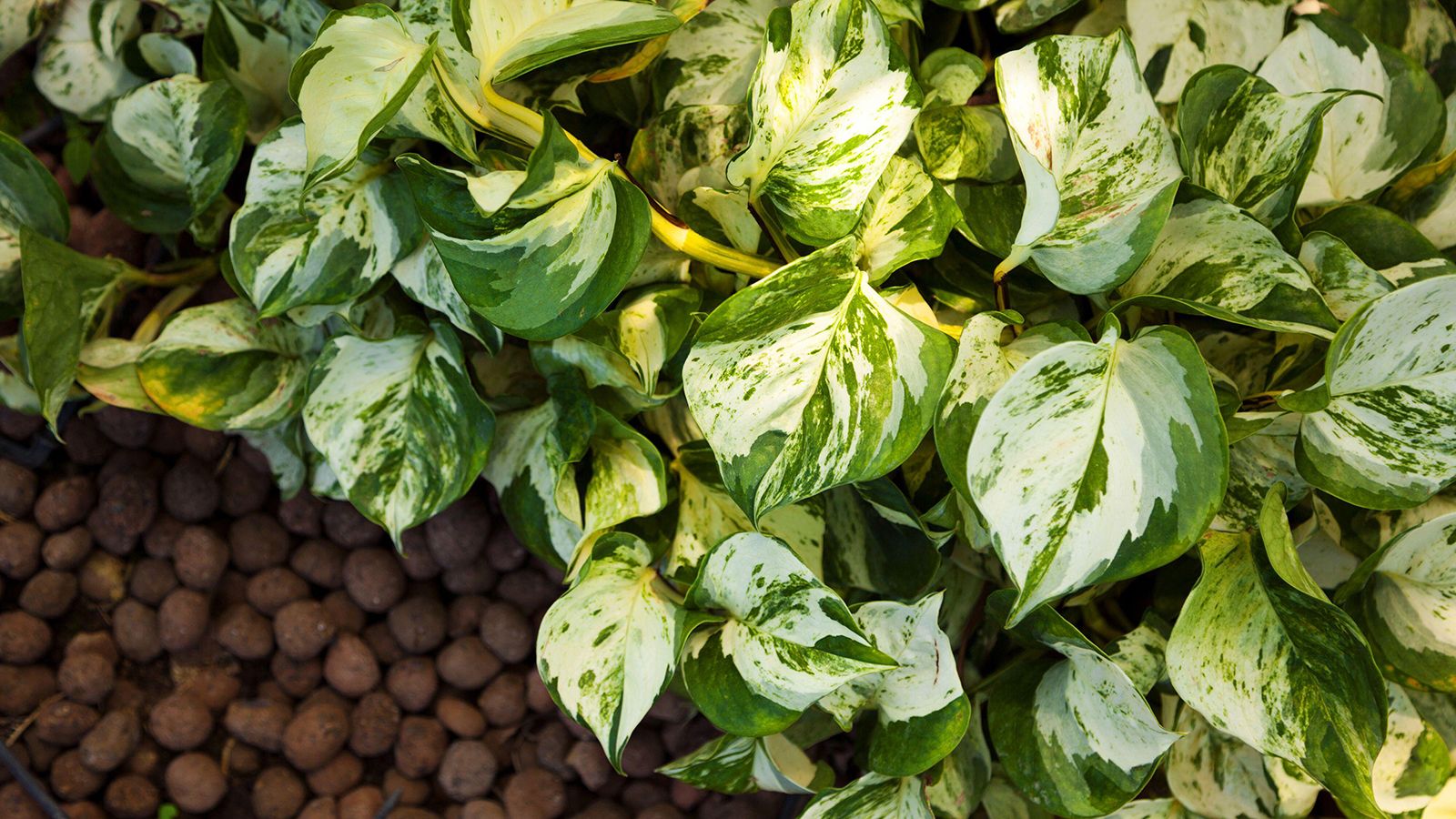 Why is my golden pothos turning yellow? Expert advice