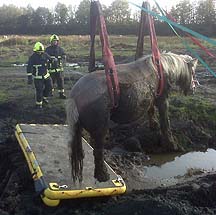 Rescue1.jpeg