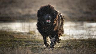 Newfoundland dog coming out of a puddle