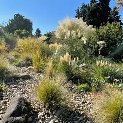 ornamental grass in a rock garden