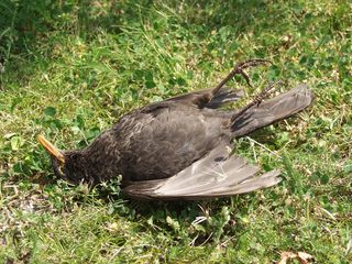 A blackbird killed by Usutu Virus