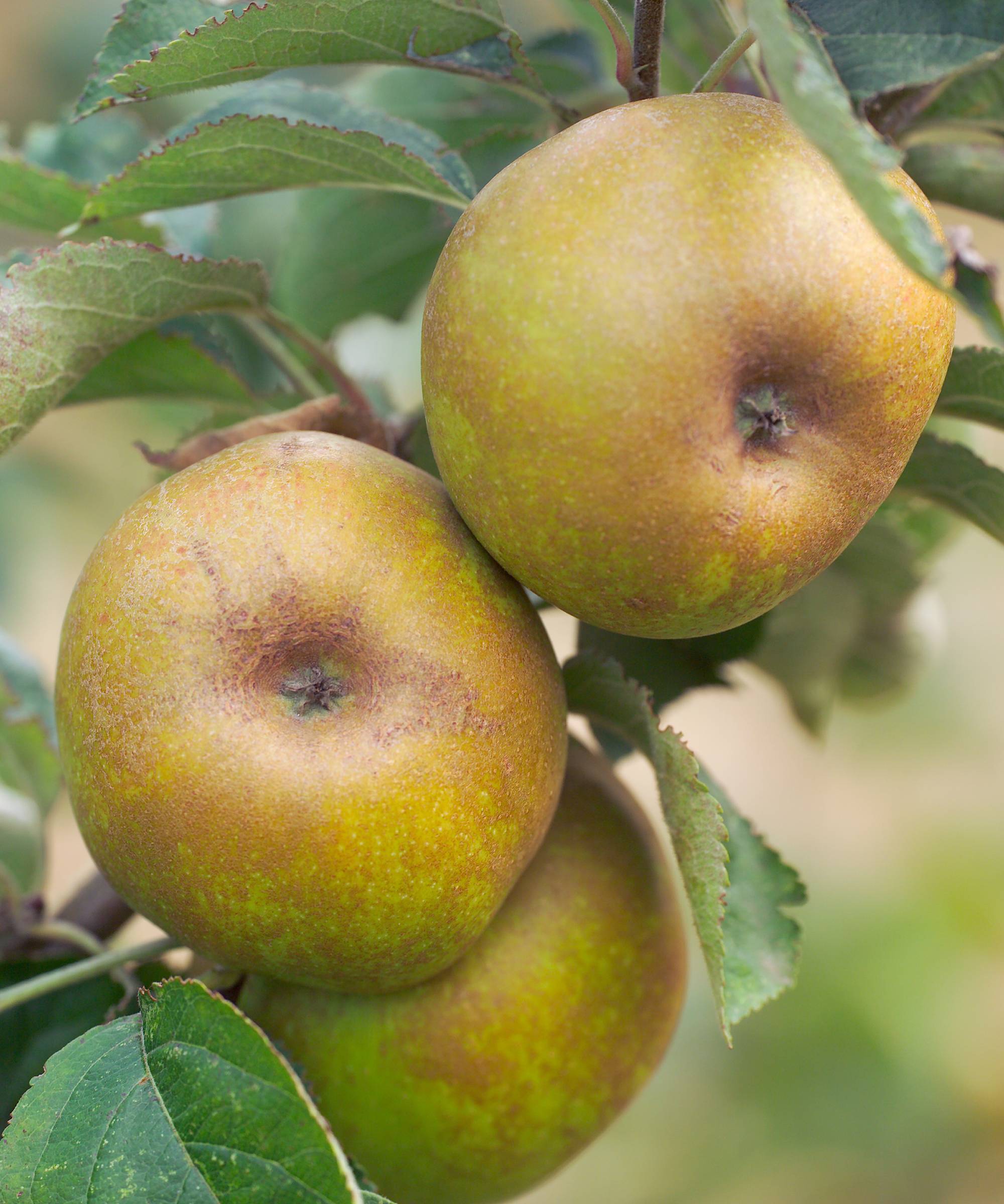 Heirloom apples Ashmead's Kernel variety