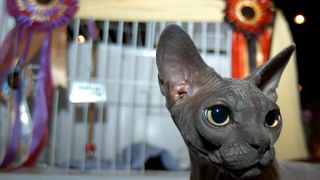 Cat at show