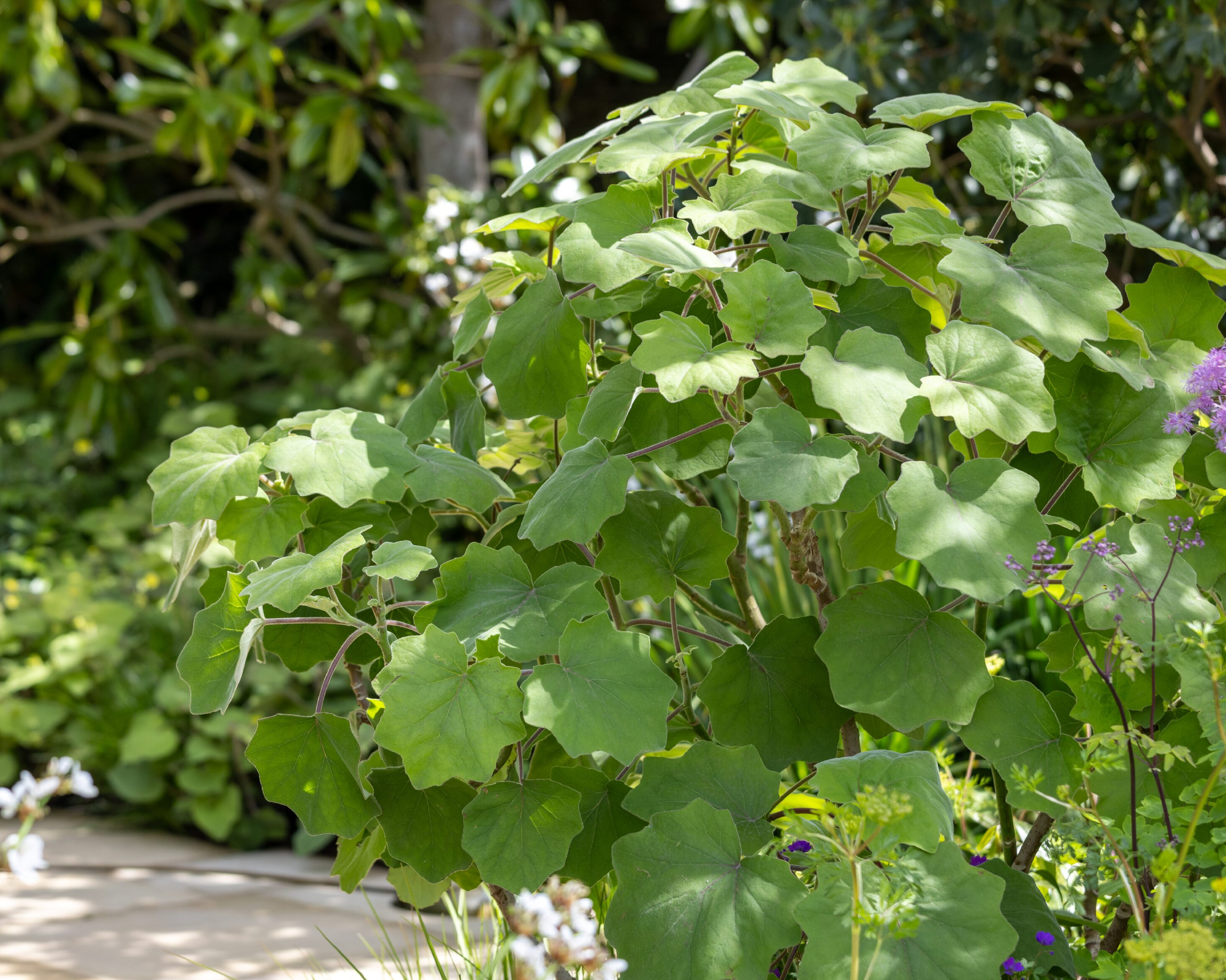 Foliage accent plant, RHS Chelsea Flower Show 2026