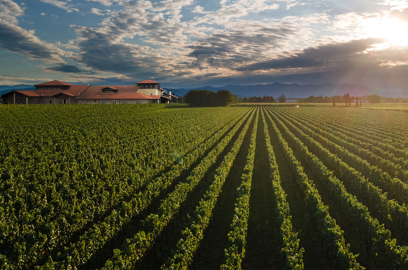 Vie di Romans vineyards