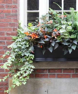 window box design with ferns and flowers
