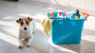 Dog by cleaning kit