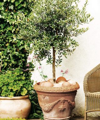 Olive tree in a terracotta pot