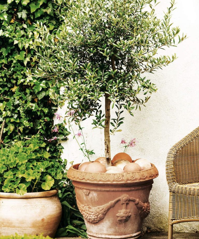 Best trees for small gardens, and how to help them thrive | Ideal Home