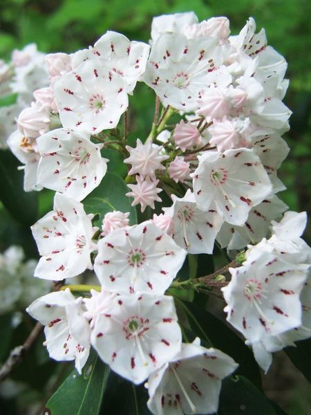 Mountain Laurel Bush