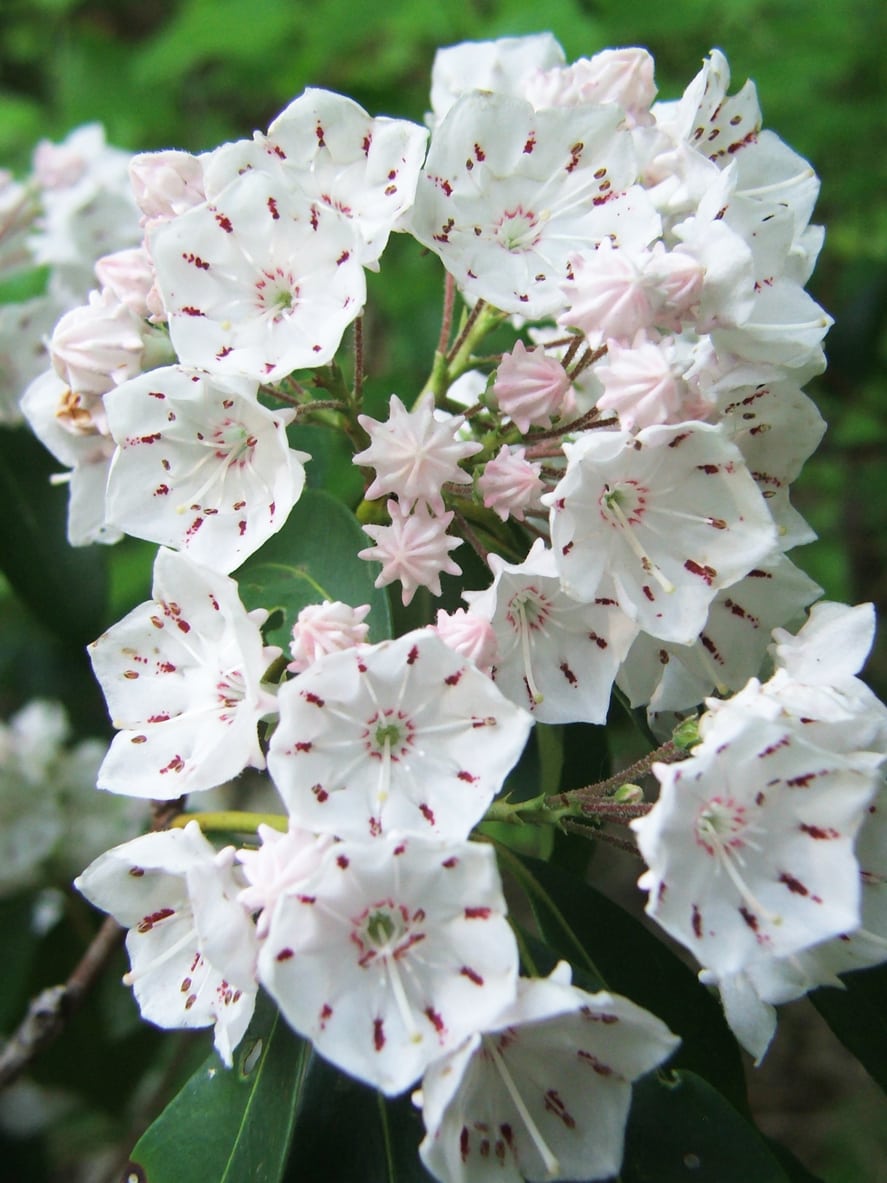 Mountain Laurel Cutting Propagation – How To Grow Mountain Laurel From ...