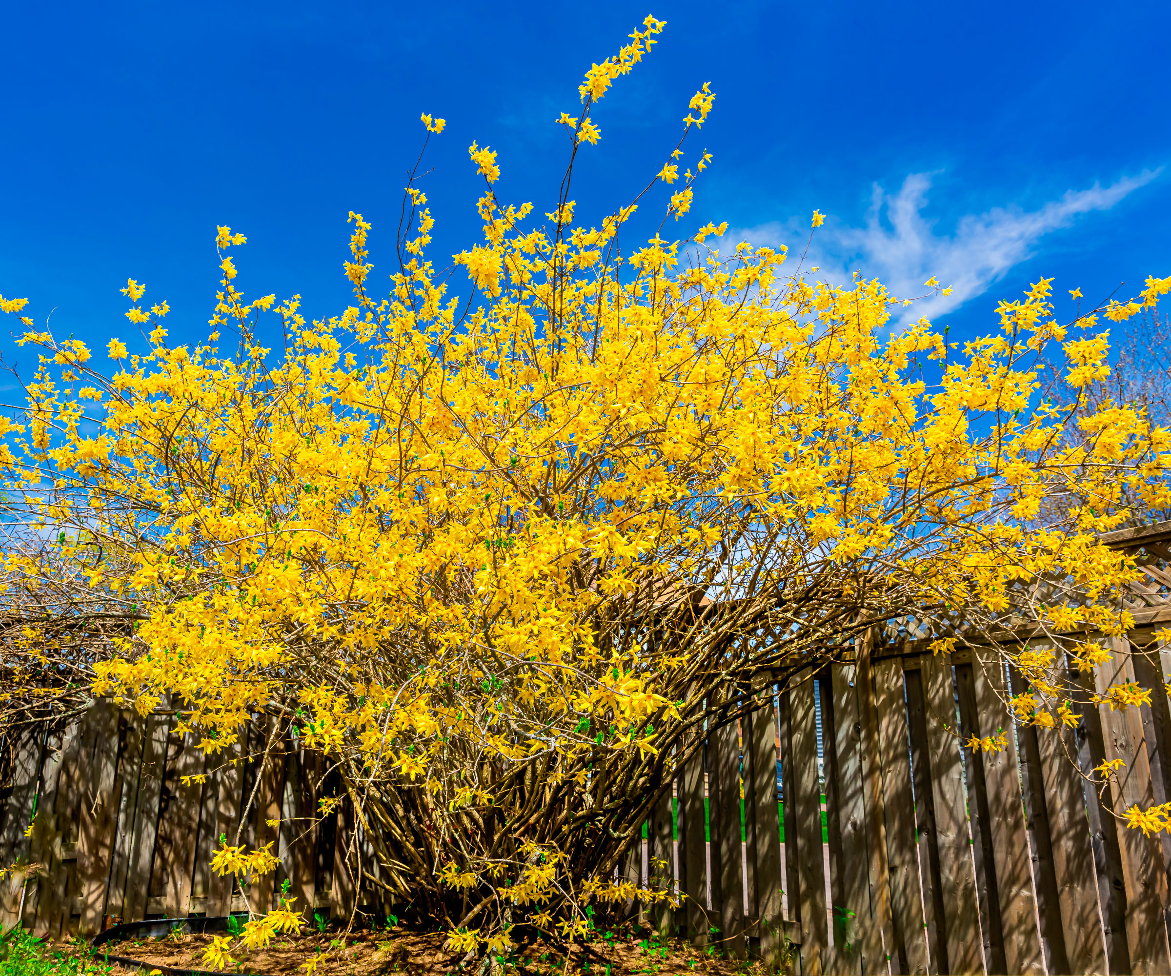 forsythia tree covered in yellow flowers against bright blue sky and garden rail