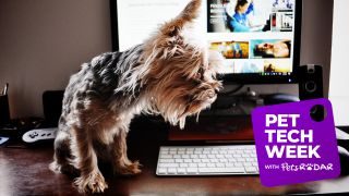 Work from home interuptions