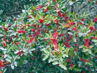 The red berries of yaupon holly (Ilex vomitoria)