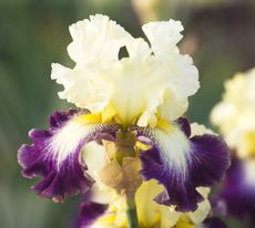 Iris 'Funambule', photographed by ©Clive Nichols