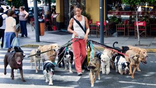 Woman with many dogs on a lead