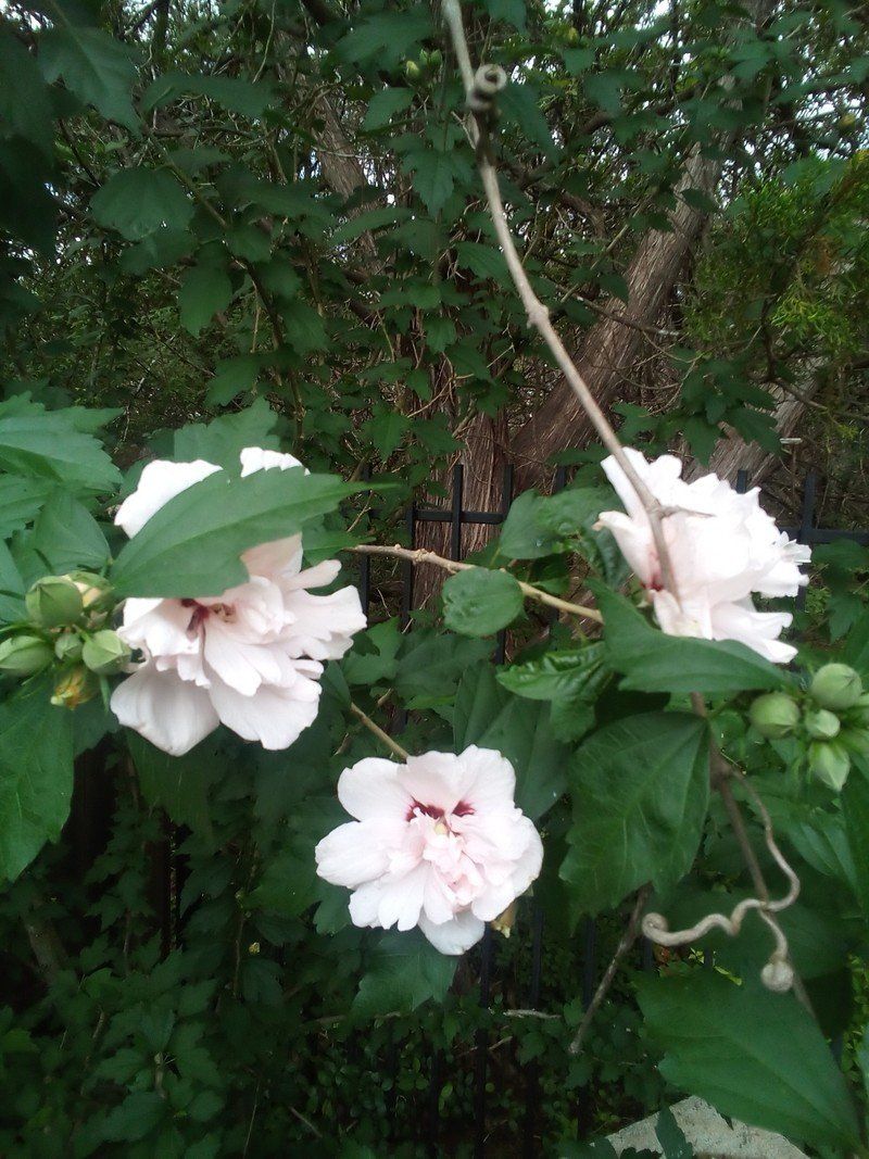 Amazon Fire Hd 10 2021 Camera Sample 2