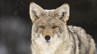 Close-up of coyote in snow