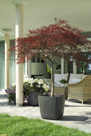Planter with tree on terrace