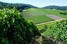 Castell, Franconia wines.