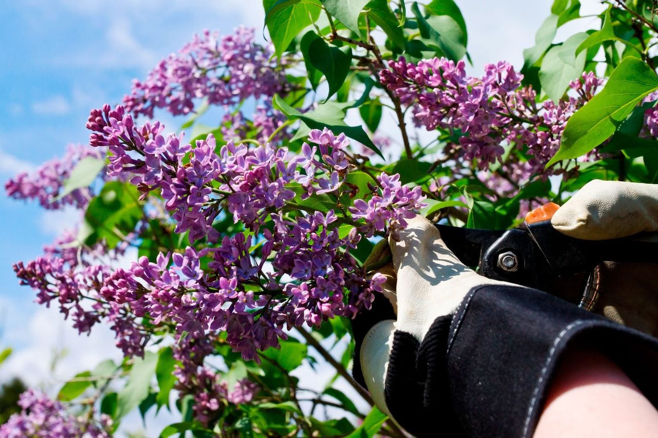 Pruning Of Lilac Bushes